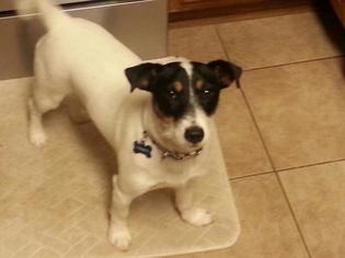 Medium Photo #1 Jack-Rat Terrier Puppy For Sale in Little Rock, AR, USA