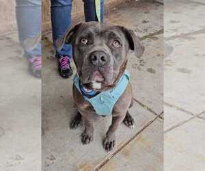 Labrador Retriever-Unknown Mix Dogs for adoption in Silver Spring, MD, USA