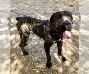 Mutt Dogs for adoption in Goodyear, AZ, USA