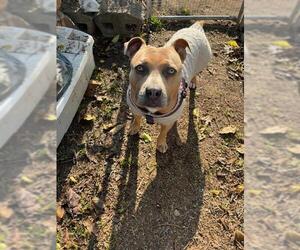 American Pit Bull Terrier Dogs for adoption in Stockton, CA, USA