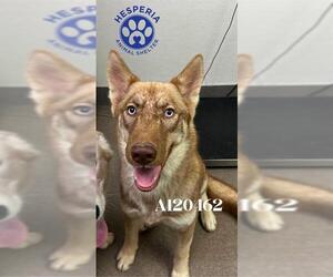 Siberian Husky Dogs for adoption in HESPERIA, CA, USA