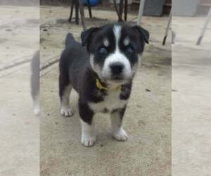 Siberian Husky-Unknown Mix Dogs for adoption in Raleigh, NC, USA