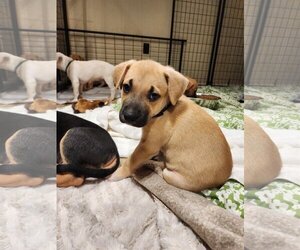 Labrador Retriever-Unknown Mix Dogs for adoption in Mechanicsburg, PA, USA