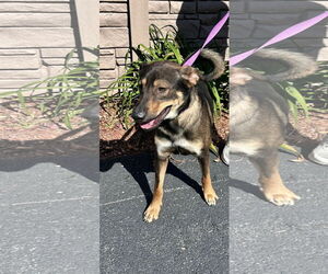 Mutt Dogs for adoption in Sterling, MA, USA