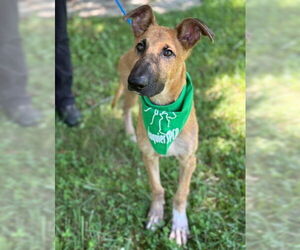 Mutt Dogs for adoption in Warrenton, VA, USA