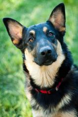 German Shepherd Dog Dogs for adoption in Fresno, CA, USA