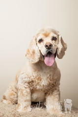 Cocker Spaniel Dogs for adoption in Decatur, GA, USA