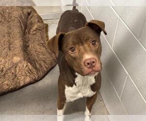American Pit Bull Terrier-Unknown Mix Dogs for adoption in Tavares, FL, USA