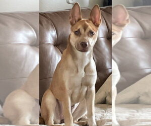 American Staffordshire Terrier-German Shepherd Dog Mix Dogs for adoption in Lakewood, CO, USA