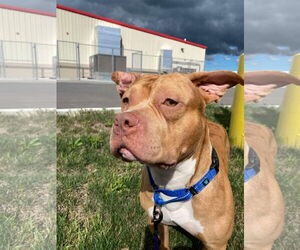 American Pit Bull Terrier-Unknown Mix Dogs for adoption in Lockport, NY, USA