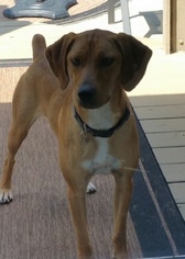 Vizsla Dogs for adoption in Pottstown, PA, USA