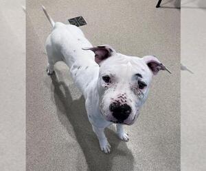 American Bulldog-Unknown Mix Dogs for adoption in Grand Prairie, TX, USA