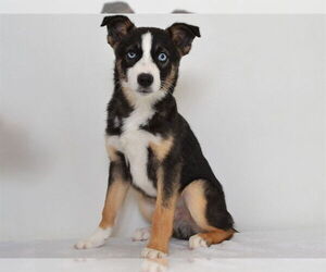 Australian Shepherd-Siberian Husky Mix Dogs for adoption in Oroville, CA, USA