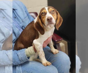 Beagle-Unknown Mix Dogs for adoption in Westwood, NJ, USA