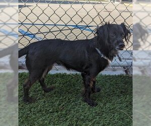Mutt Dogs for adoption in Downey, CA, USA