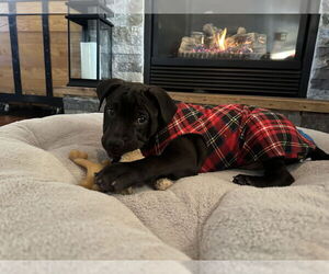 Mutt Dogs for adoption in Princeton, MN, USA