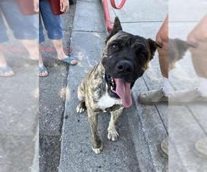 Mutt Dogs for adoption in Stockton, CA, USA