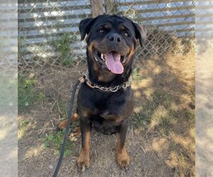 Rottweiler Dogs for adoption in Modesto, CA, USA