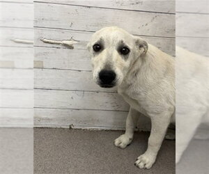 German Shepherd Dog-Unknown Mix Dogs for adoption in San Bernardino, CA, USA
