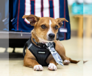 Mutt Dogs for adoption in Cranston, RI, USA