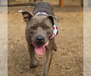 American Staffordshire Terrier-Unknown Mix Dogs for adoption in San Antonio, TX, USA