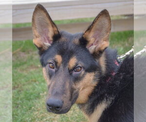 German Shepherd Dog Dogs for adoption in Huntley, IL, USA