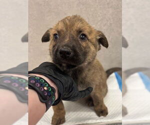 German Shepherd Dog-Unknown Mix Dogs for adoption in Baytown, TX, USA