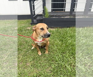 Labrador Retriever-Unknown Mix Dogs for adoption in The Woodlands, TX, USA