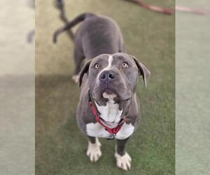 Mutt Dogs for adoption in Las Vegas, NV, USA