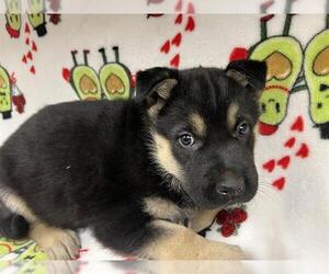 German Shepherd Dog-Unknown Mix Dogs for adoption in HESPERIA, CA, USA