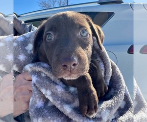 Labrador Retriever-Unknown Mix Dogs for adoption in Germantown, OH, USA