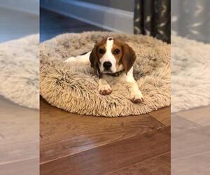 Beagle Dogs for adoption in Southampton, NY, USA