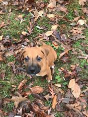 Boxador Dogs for adoption in Warwick, RI, USA
