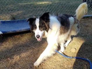 Border Collie Dogs for adoption in Waterford, VA, USA