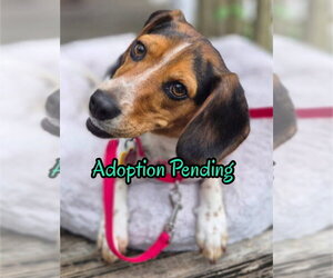 Beagle Dogs for adoption in Dunnellon, FL, USA