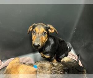 Doberman Pinscher-German Shepherd Dog Mix Dogs for adoption in Bakersfield, CA, USA