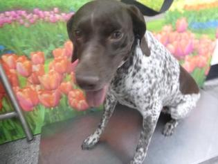 German Shorthaired Pointer Dogs for adoption in Henderson, NV, USA