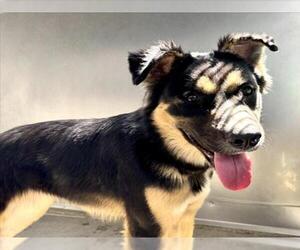 German Shepherd Dog-Unknown Mix Dogs for adoption in San Bernardino, CA, USA