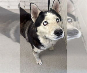 Siberian Husky Dogs for adoption in San Bernardino, CA, USA