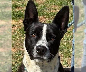 Mutt Dogs for adoption in Canton, CT, USA