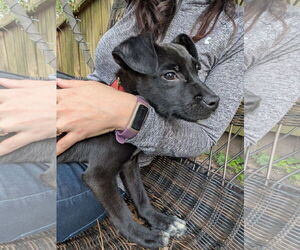 Labrador Retriever-Pug Mix Dogs for adoption in The Woodlands, TX, USA