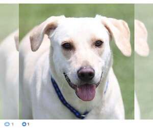 Labrador Retriever Dogs for adoption in Wilmington, NC, USA