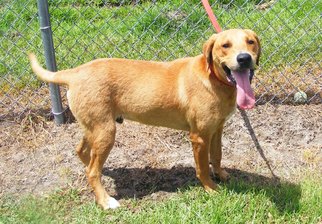 Labrador Retriever-Unknown Mix Dogs for adoption in New Bern, NC, USA