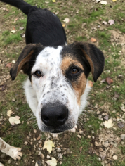 Border-Aussie Dogs for adoption in Brownsboro, AL, USA