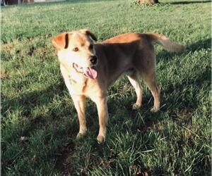 Golden Retriever-Unknown Mix Dogs for adoption in Rural Hall, NC, USA