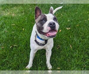 American Staffordshire Terrier-Unknown Mix Dogs for adoption in San Clemente, CA, USA