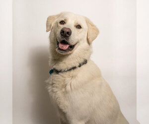 Great Pyrenees-Unknown Mix Dogs for adoption in Rowlett, TX, USA