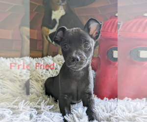Chihuahua-Unknown Mix Dogs for adoption in Fresno, CA, USA