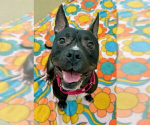 American Pit Bull Terrier Dogs for adoption in Derwood, MD, USA