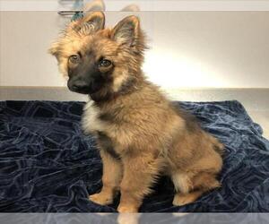 Mutt Dogs for adoption in Rancho Cucamonga, CA, USA